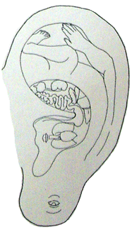 Bild: Embryo im Ohr