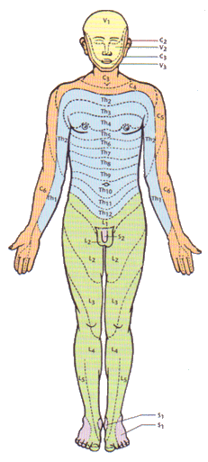 Bild: Headsche Zonen
